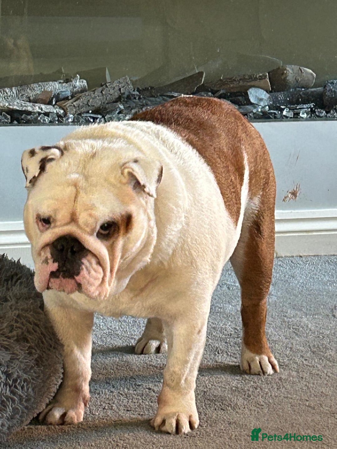 English Bulldog dogs for sale: Neil  - Image 15