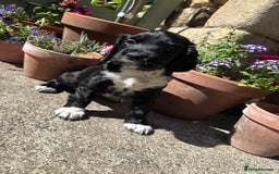 Cocker Spaniel dogs for sale: *READY TO LEAVE* KC Reg Working Cocker Pups in Stocksfield - Image 21
