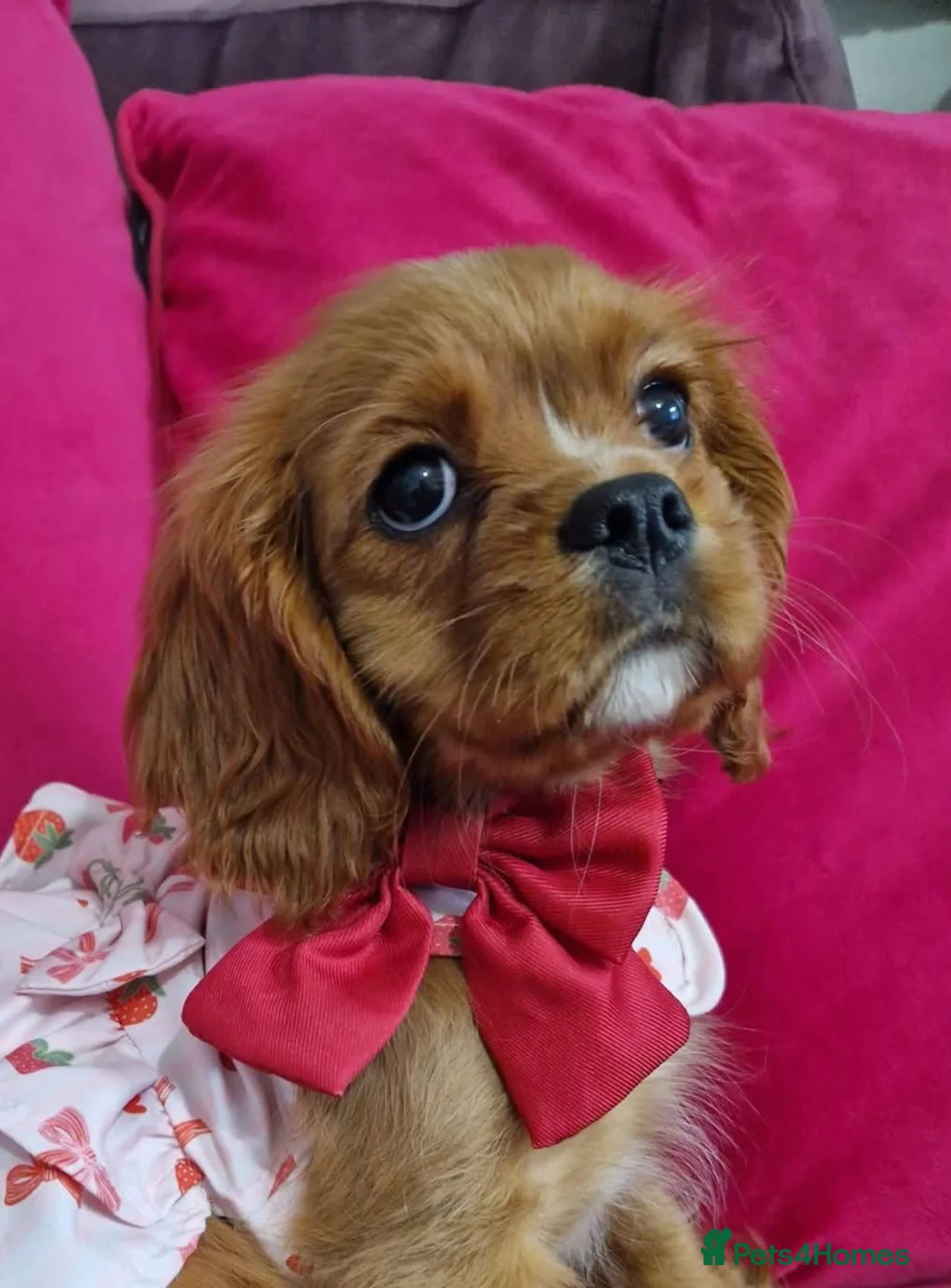 Cavalier King Charles Spaniel dogs for sale: Queenie kennel club female  - Advert 1