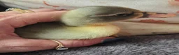 Ducks poultry for sale: 5 little ducklings runner cross call duck - Advert 2