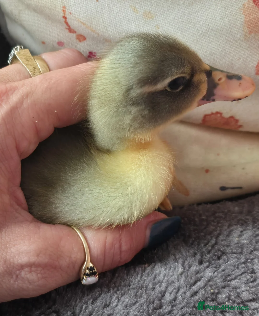 Ducks poultry for sale: 5 little ducklings runner cross call duck - Advert 2