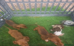 Miniature Dachshund dogs for sale: 4 gorgeous miniature daschunds - Image 12