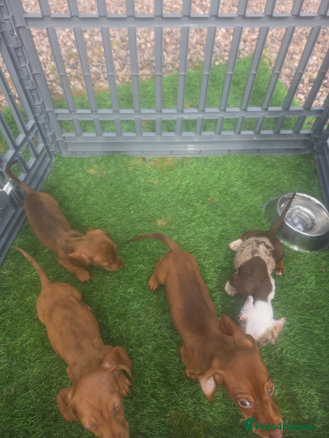 Miniature Dachshund dogs for sale: 4 gorgeous miniature daschunds - Image 12