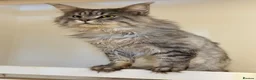 Maine Coon cats for sale: Champion line Maine coon active kittens - Advert 12