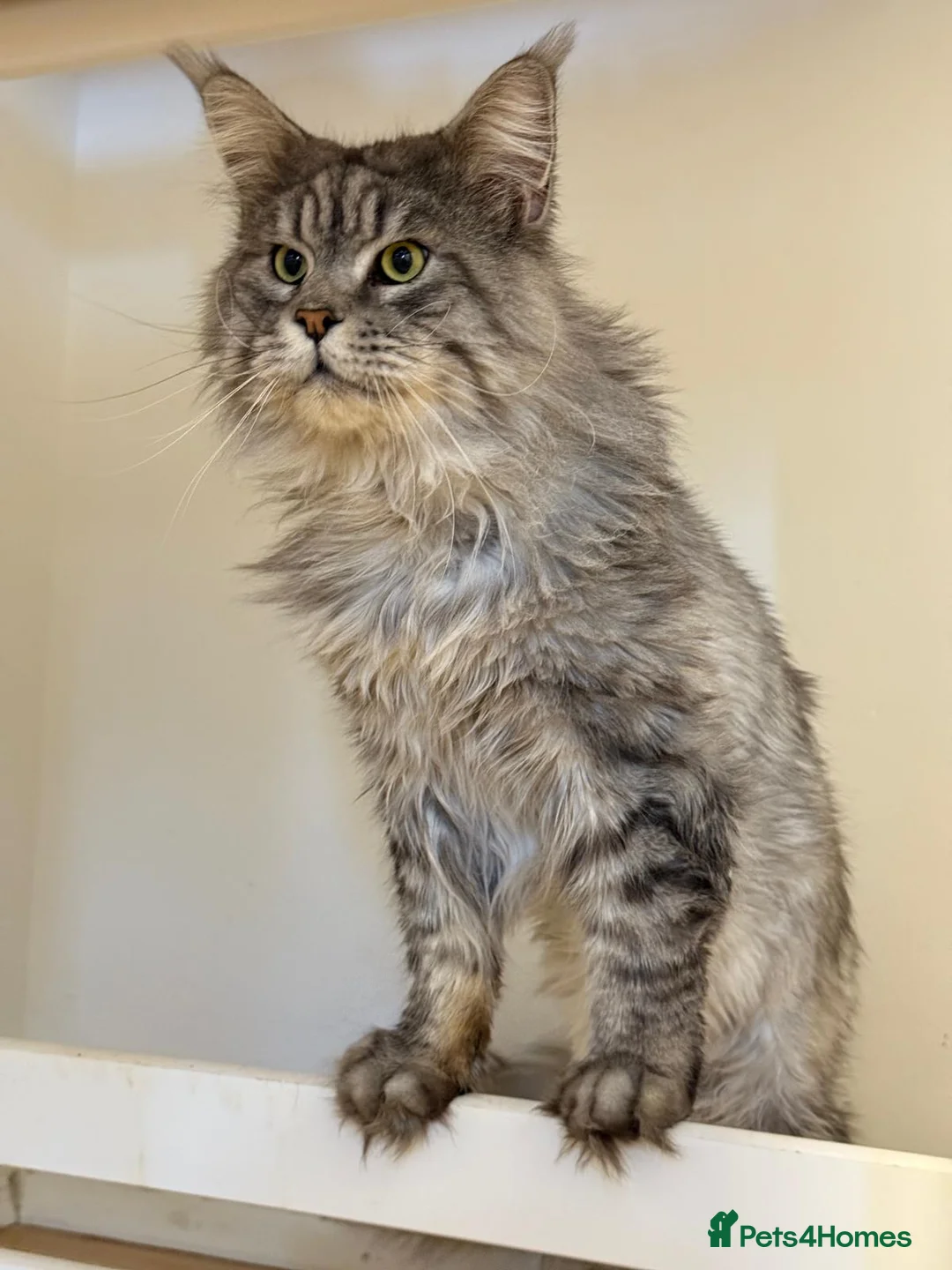 Maine Coon cats for sale: Champion line Maine coon active kittens - Advert 12