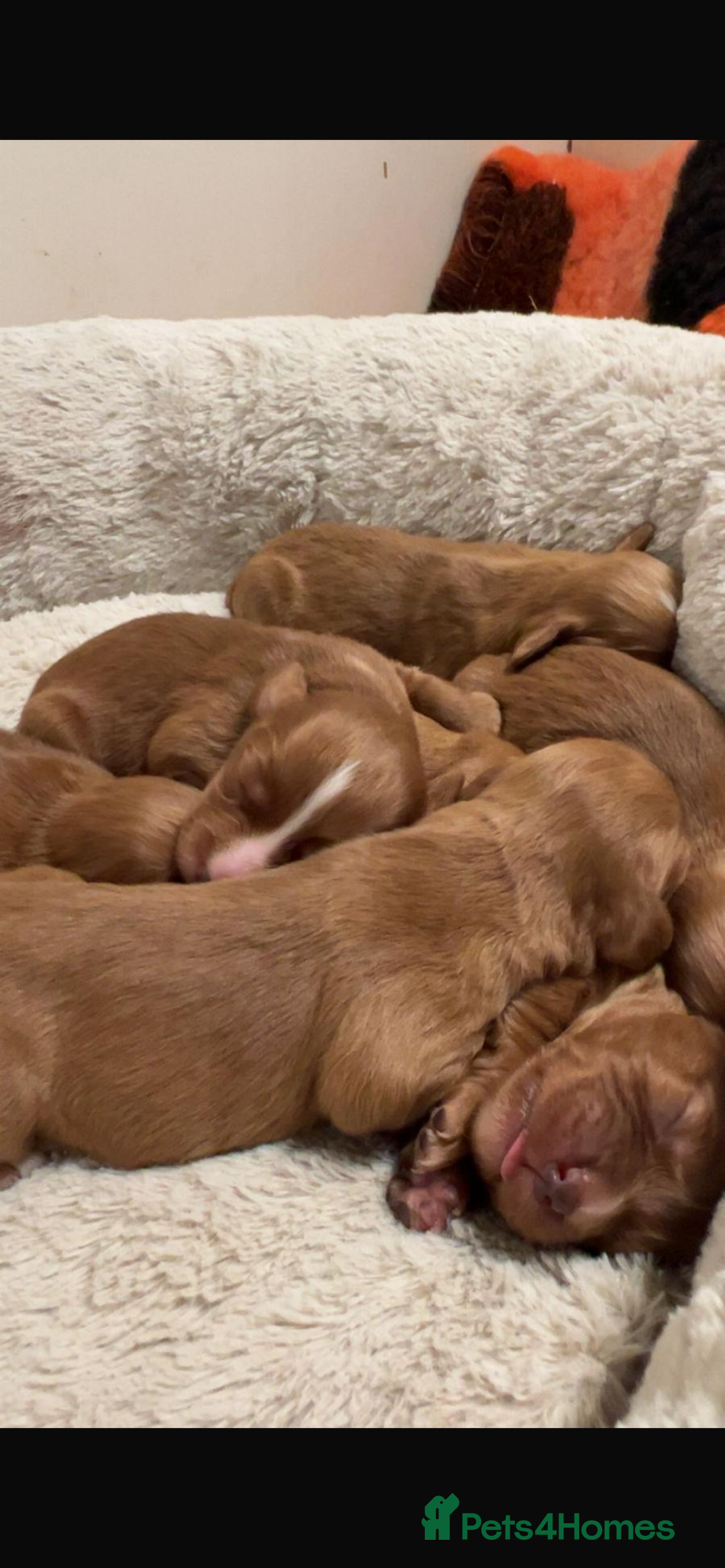 Cocker Spaniel dogs for sale: Beautiful Dark Red KC Registered Cocker Pups - Advert 16