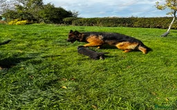 German Shepherd dogs for sale: ⭐️KC big bone GSD puppies ⭐️ - Image 9