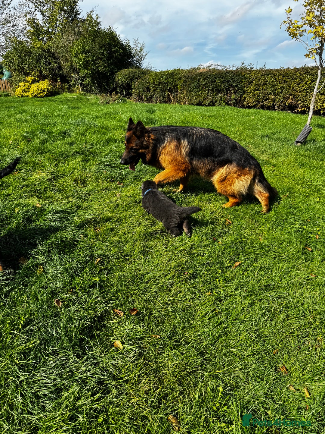 German Shepherd dogs for sale: ⭐️KC big bone GSD puppies ⭐️ - Image 9