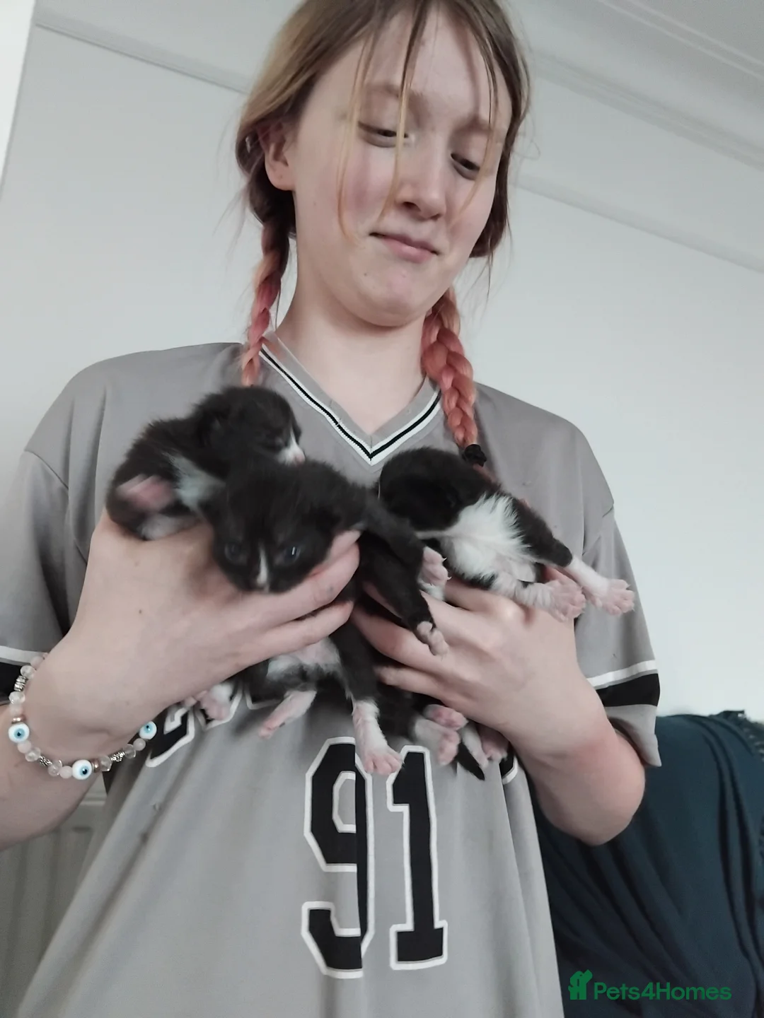 Mixed Breed cats for sale: Black and white kittens for sale in Weymouth - Advert 12