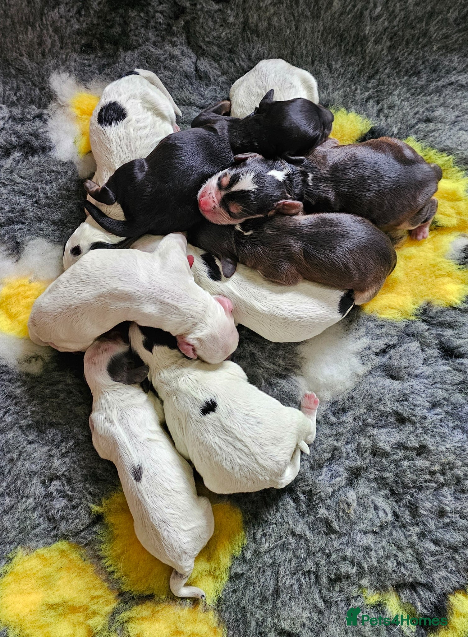 Cockapoo dogs Amazing Coloured F1 Cockapoos - Advert 3