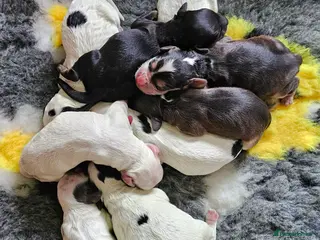 Cockapoo dogs Amazing Coloured F1 Cockapoos - Advert 2