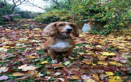 Cocker Spaniel dogs for sale: Stunning Working Cocker Spaniel Puppies - Image 14