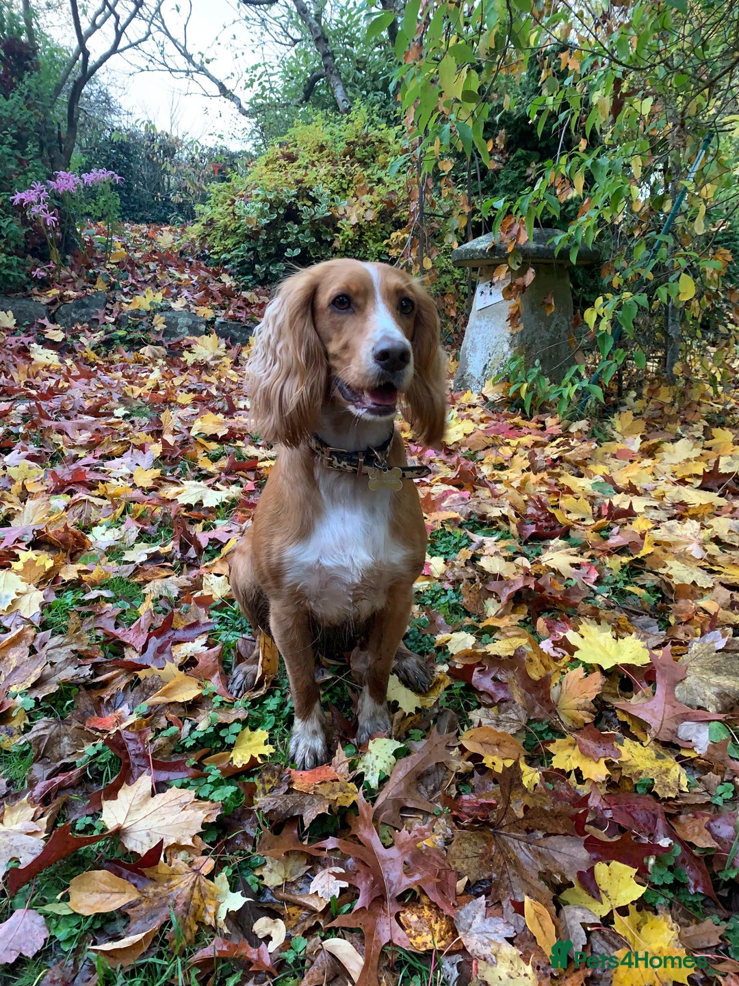 Cocker Spaniel dogs for sale: Stunning Working Cocker Spaniel Puppies - Image 14