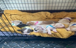 Beagle dogs for sale: Beautiful pedigree beagle pups - Image 4