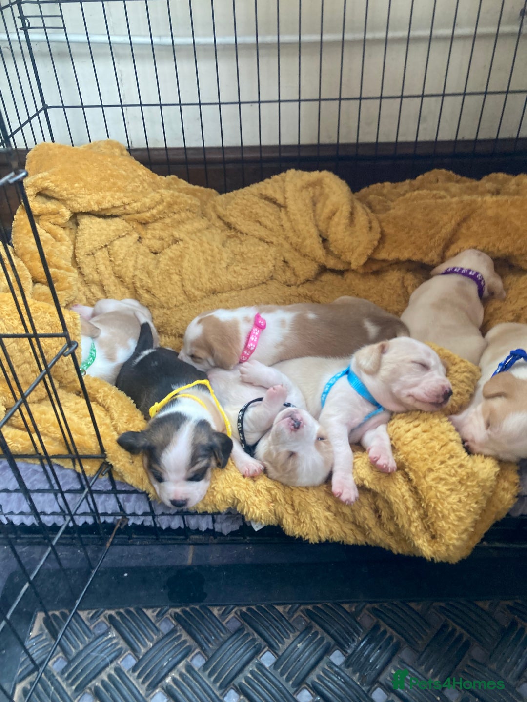 Beagle dogs for sale: Beautiful pedigree beagle pups - Image 4