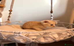 Persian cats for sale: Exotic Persians - Image 4