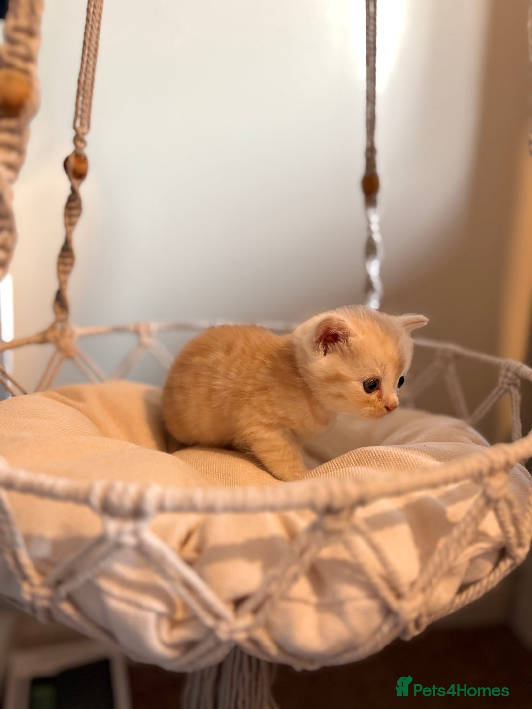 Persian cats for sale: Exotic Persians - Image 4