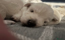 West Highland Terrier dogs for sale: Gorgeous West Highland White (Westie) Puppies - Image 30