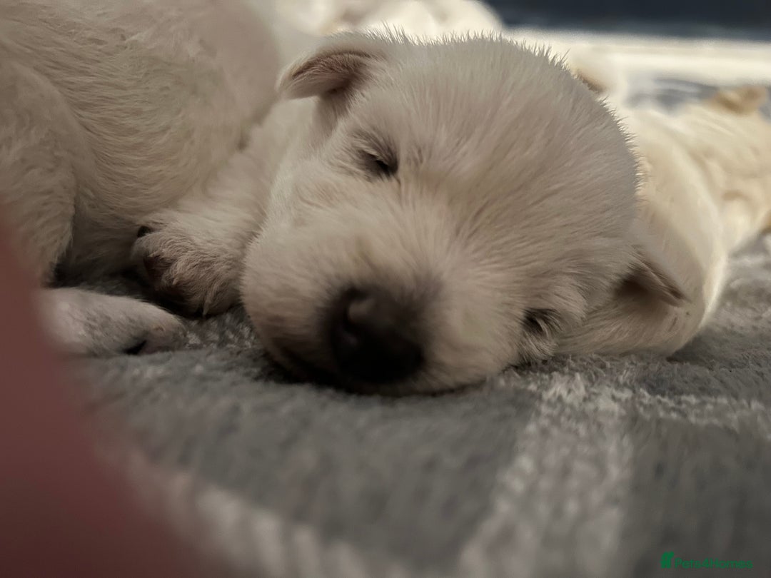 West Highland Terrier dogs for sale: Gorgeous West Highland White (Westie) Puppies - Image 30