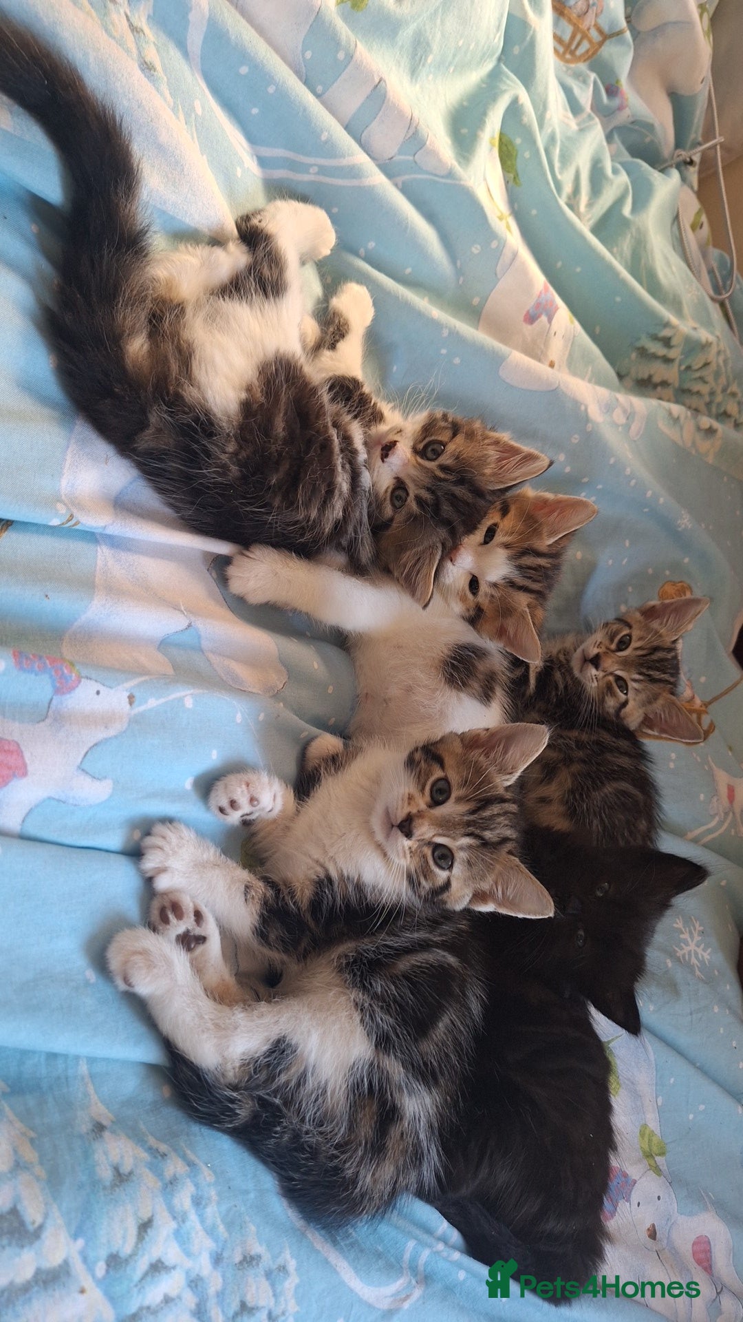 Mixed Breed cats for sale: Cute loving kittens  - Advert 5