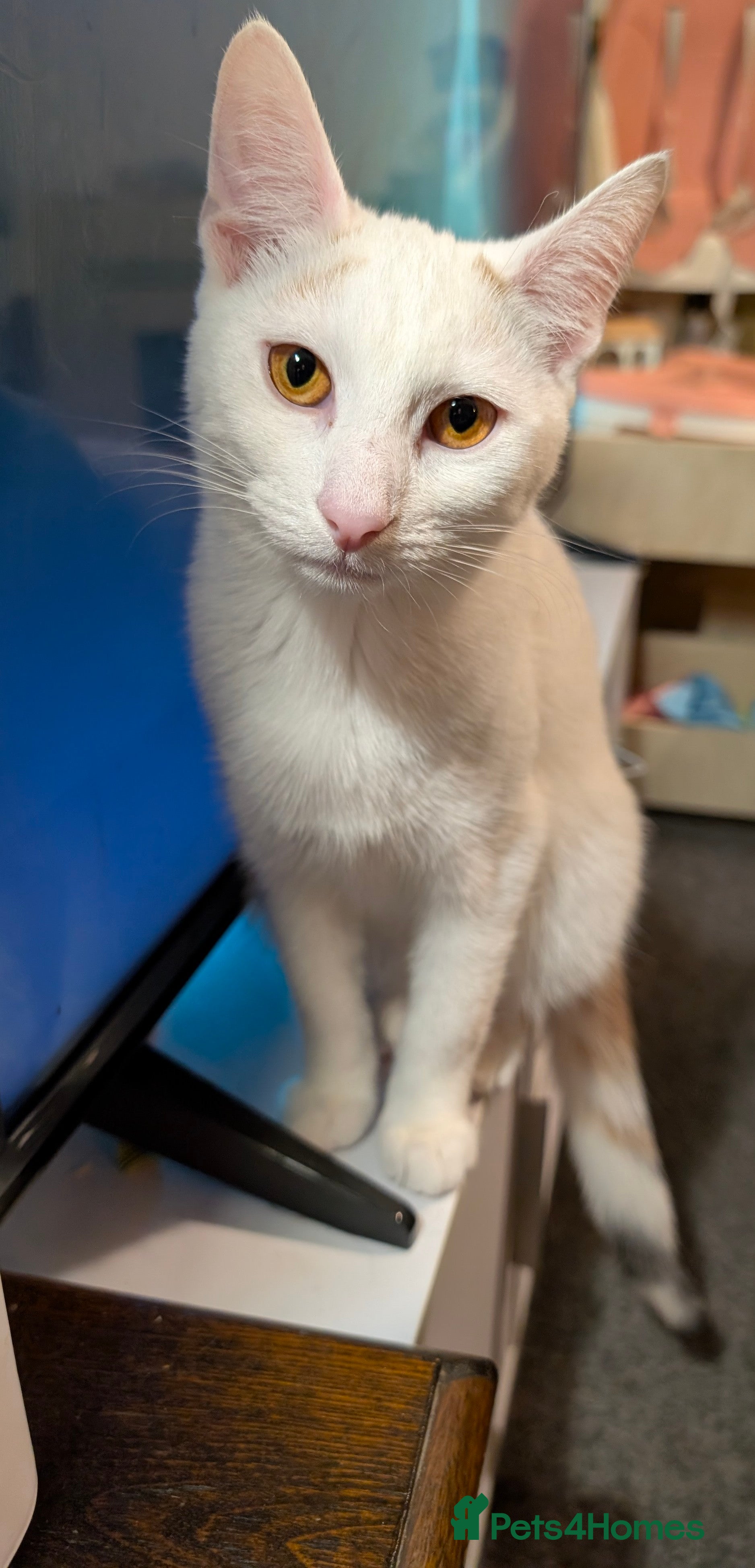 Domestic Shorthair cats 2 female bonded sisters  - Advert 1