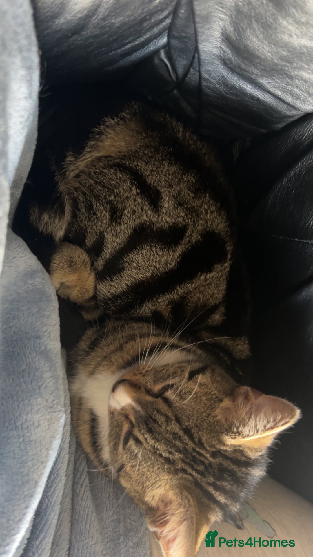 Mixed Breed cats for sale: 1 year old female cat free to good home - Image 2