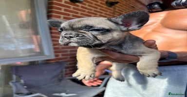French Bulldog dogs - Advert 12