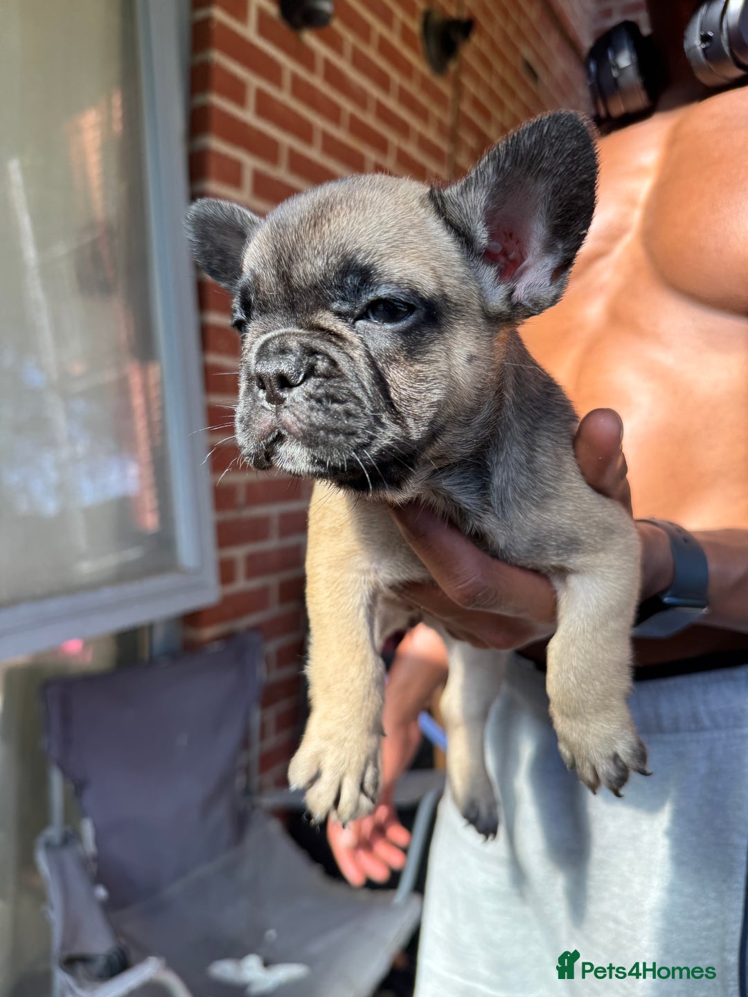 French Bulldog dogs for sale: Fluffy Gene Carrying Frenchies - Image 2