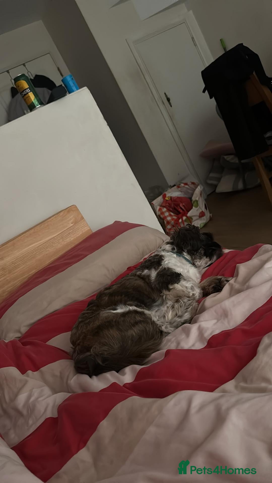 Shih Tzu dogs Shih tzu - Advert 1