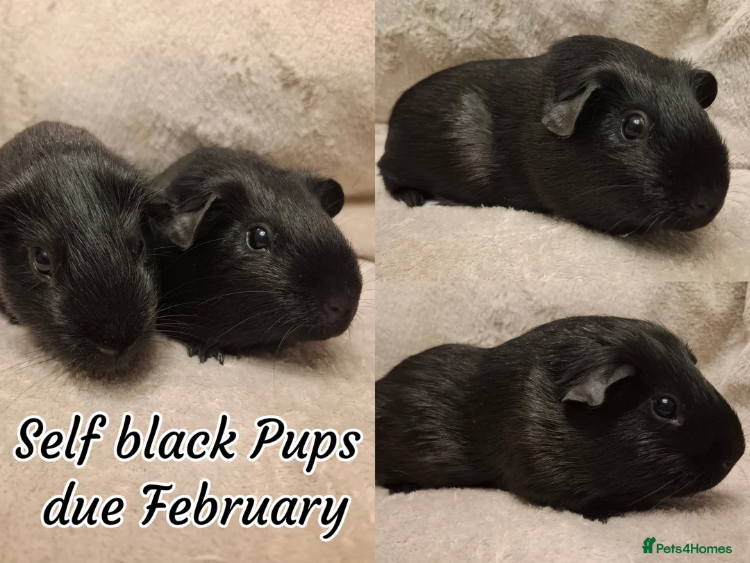 Guinea Pig rodents for sale: Gorgeous Silver Agouti Baby Boar - Advert 6