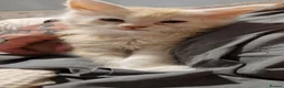 Maine Coon cats for sale: 3xmale 1 x Female maine coon kittens - Advert 14