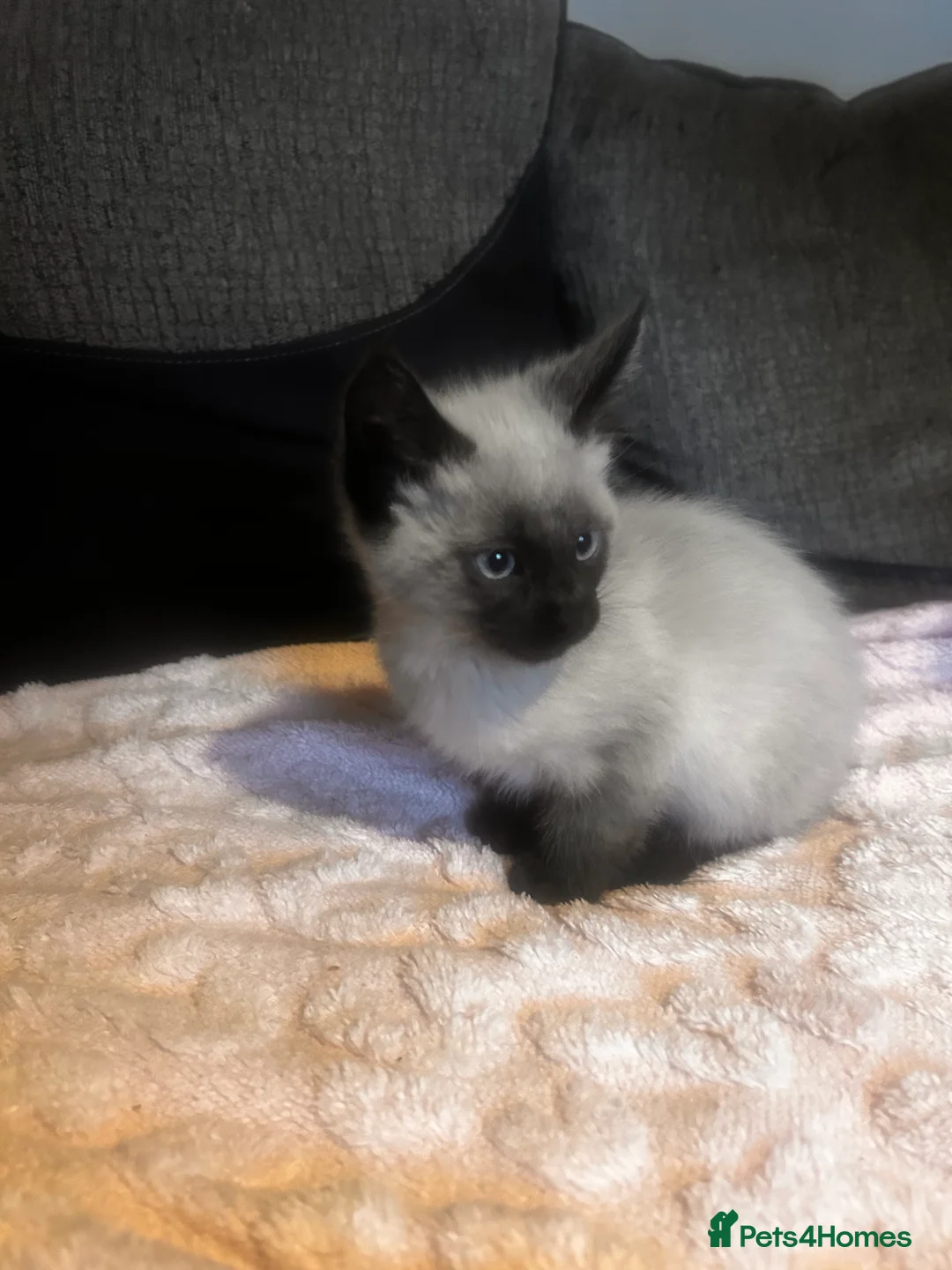 Maine Coon cats for sale: Ragcoon - Advert 2