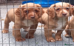 Cocker Spaniel dogs for sale: Beautiful kc reg male cocker spaniel - Image 15