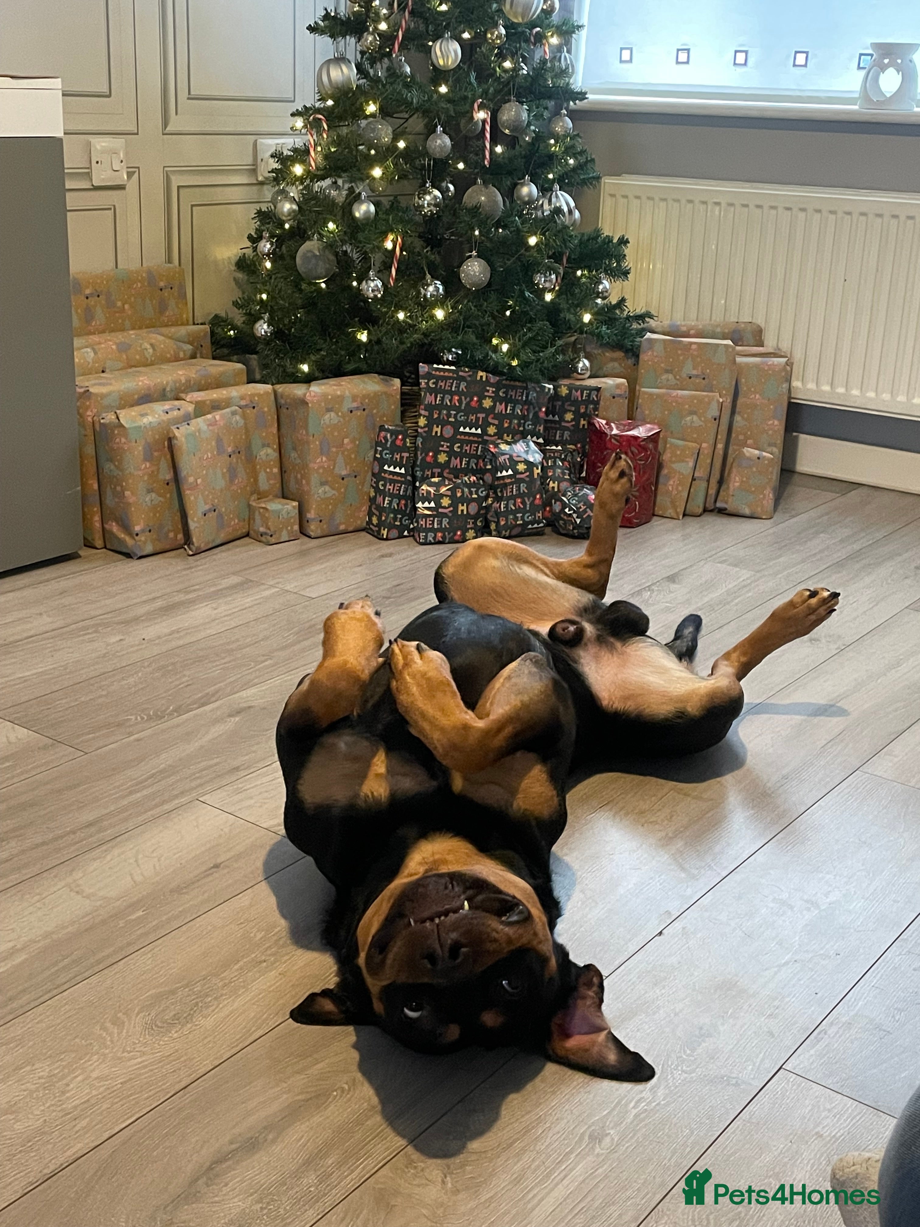 Mixed Breed dogs 2 year old male German shepherd cross Rottweiler  - Advert 1