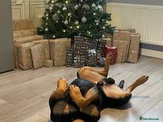 Mixed Breed dogs 2 year old male German shepherd cross Rottweiler - Advert 1