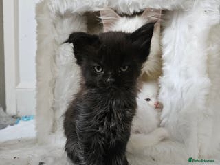 Mixed Breed cats 1 black maine coon cross kitten Avilable - Advert 19
