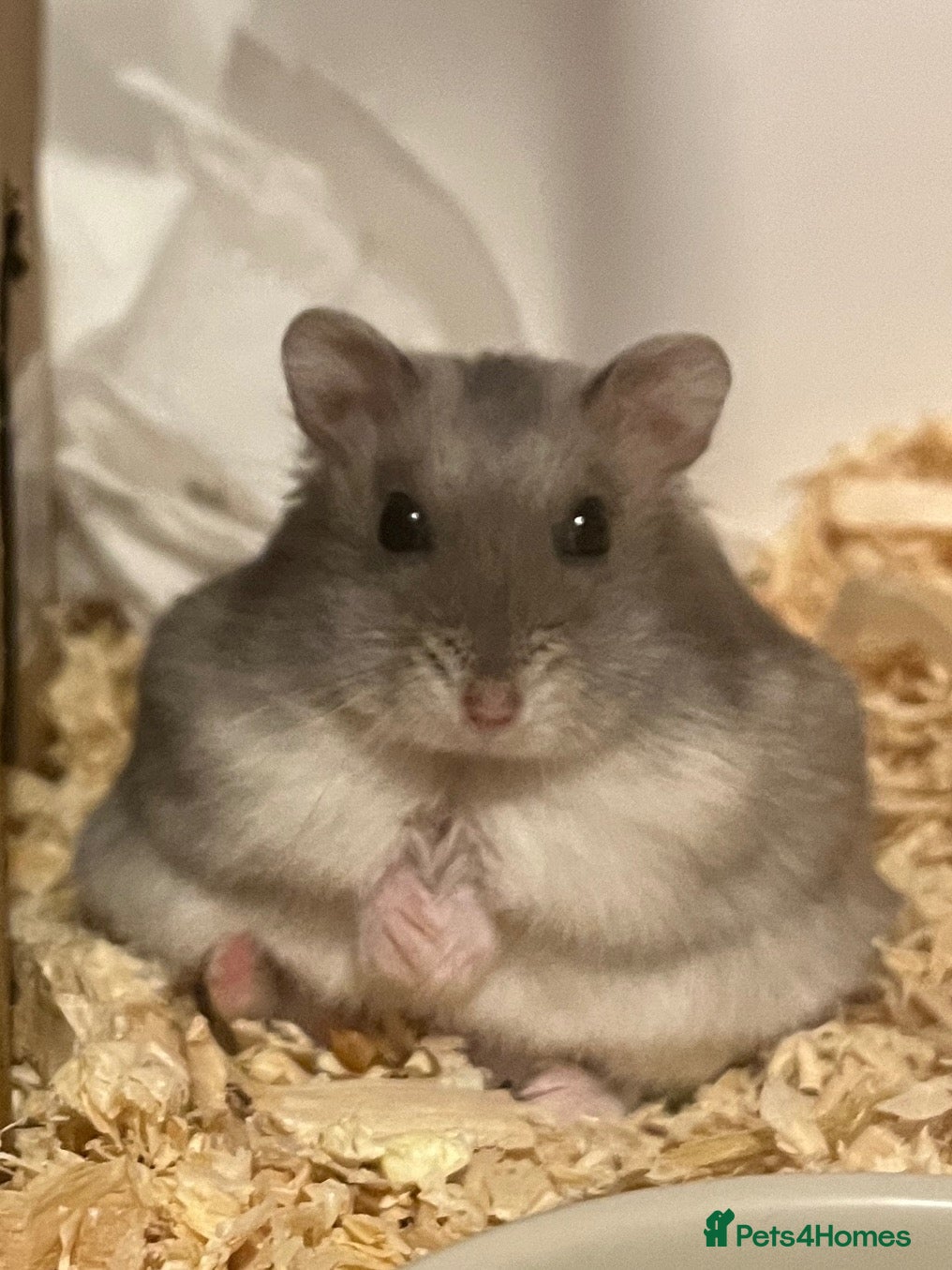 Hamster rodents Male Russian dwarf  - Advert 1