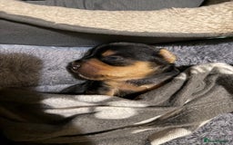 Mixed Breed dogs for sale: Yorki Puppies available from 21/12/25 - Advert 21