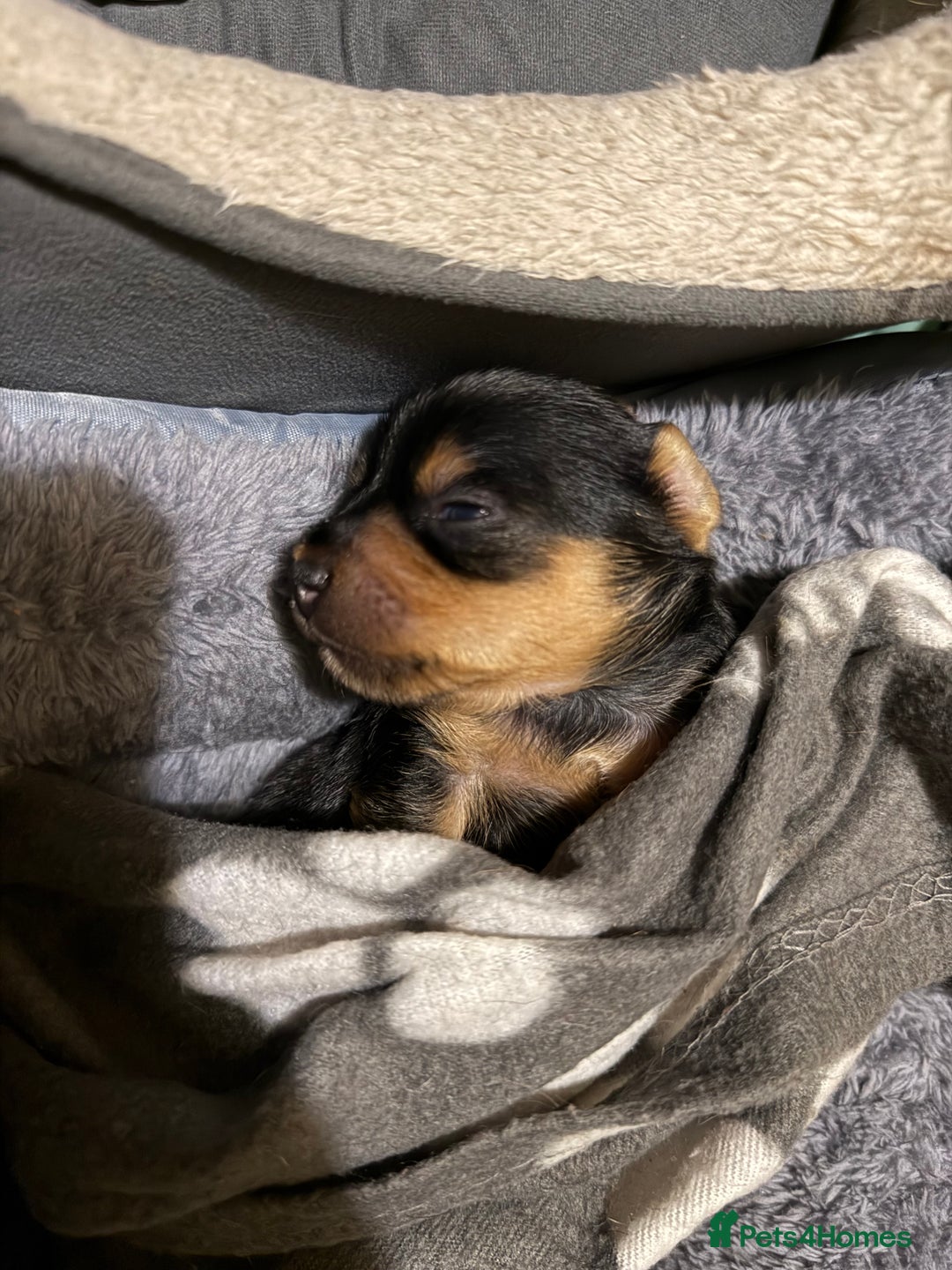 Mixed Breed dogs for sale: Yorki Puppies available from 21/12/25 - Advert 21