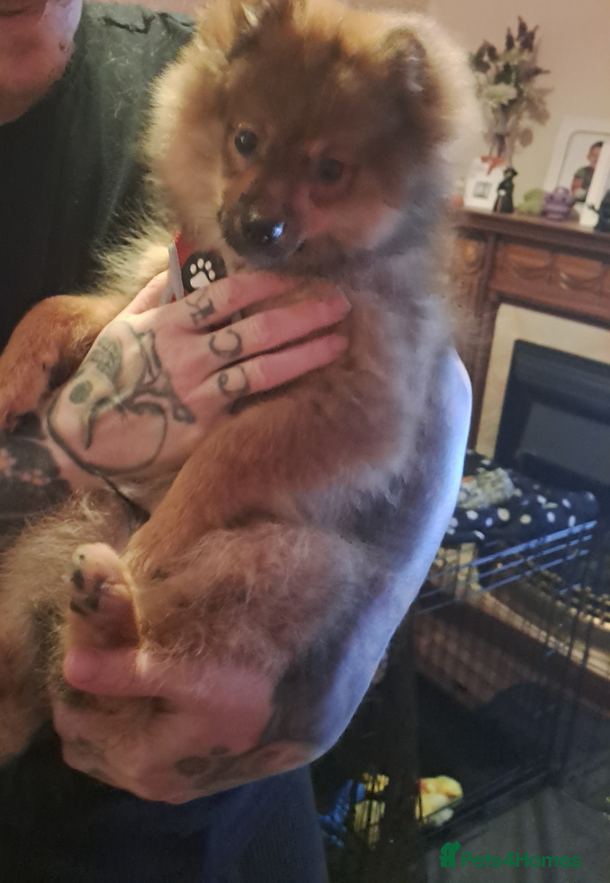 Pomeranian dogs Pomeranian 3 months old very loving! - Advert 2