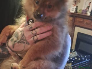 Pomeranian dogs Pomeranian 3 months old very loving! - Advert 2