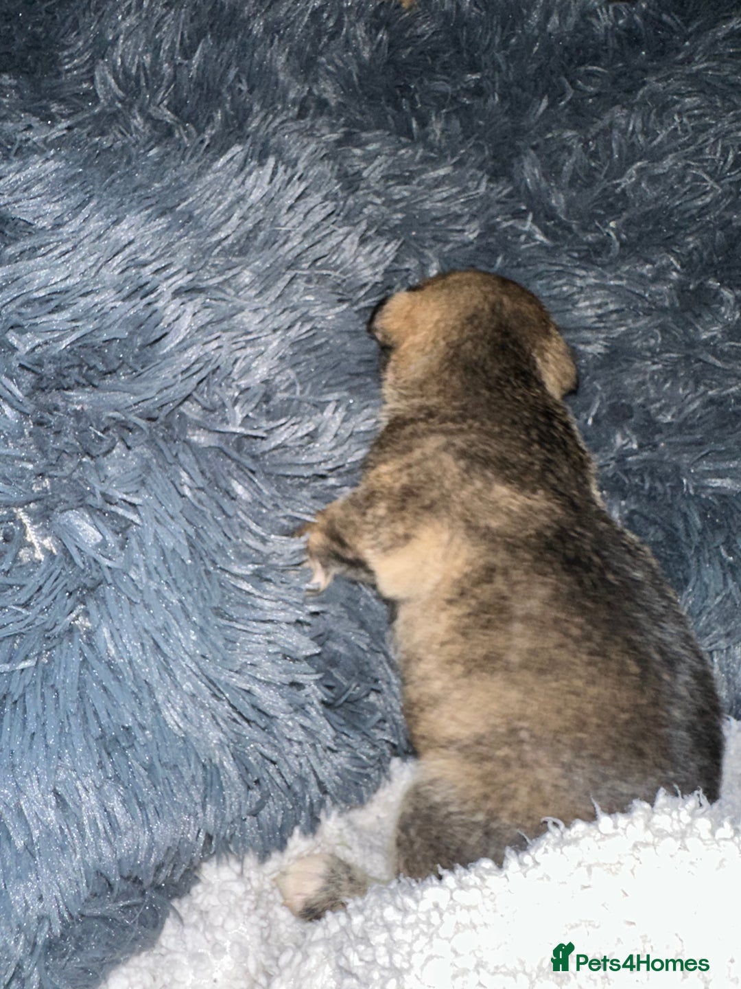 Mixed Breed dogs for sale: Husky staffy cross puppy - Advert 37