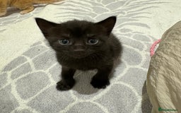 Mixed Breed cats for sale: Beautiful Mixed Kittens (Ginger/Tortie/Black) - Image 4