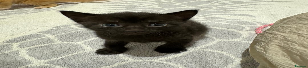 Kitten 5 - Female Black with Grey