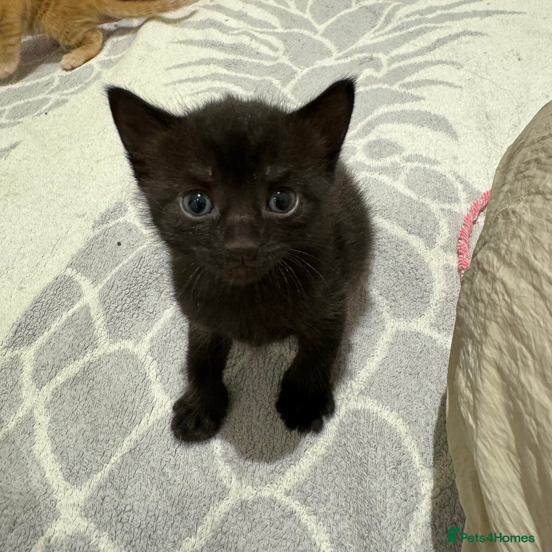 Mixed Breed cats for sale: Beautiful Mixed Kittens (Ginger/Tortie/Black) - Image 4
