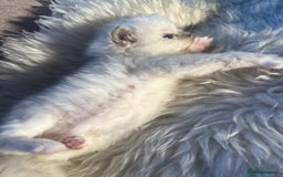 Ragdoll cats for sale: Ragdoll kittens pure breed!!! 😺 - Image 23