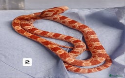 Corn Snake reptiles for sale: Corn Snake Morphs  - Image 4