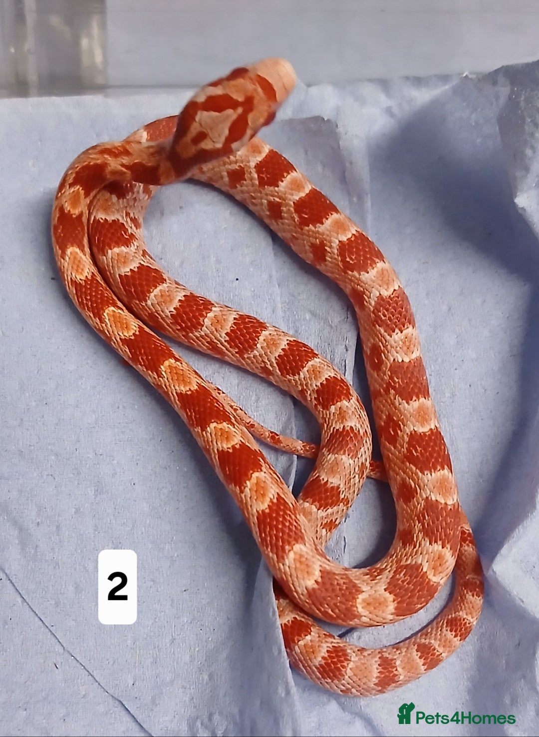 Corn Snake reptiles for sale: Corn Snake Morphs  - Image 4