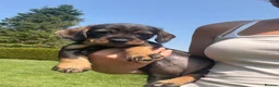 Dachshund dogs for sale: KC REG STANDARD WIRED HAIRED DACHSHUND (TECKELS) - Advert 9