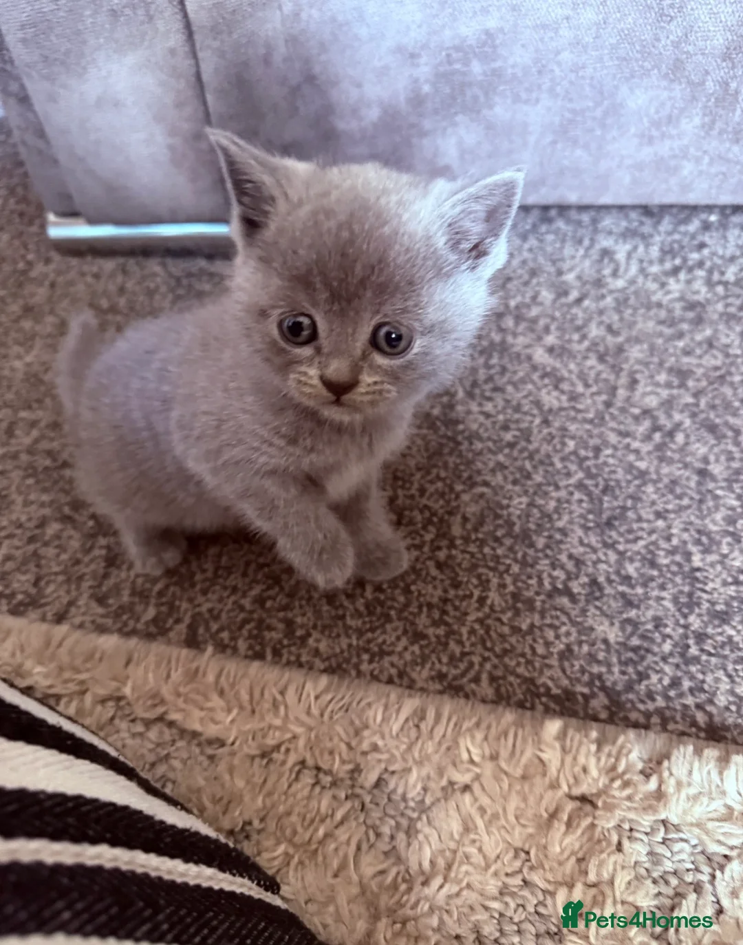 British Shorthair cats for sale: Lilac British Short Hair Kittens  - Advert 7
